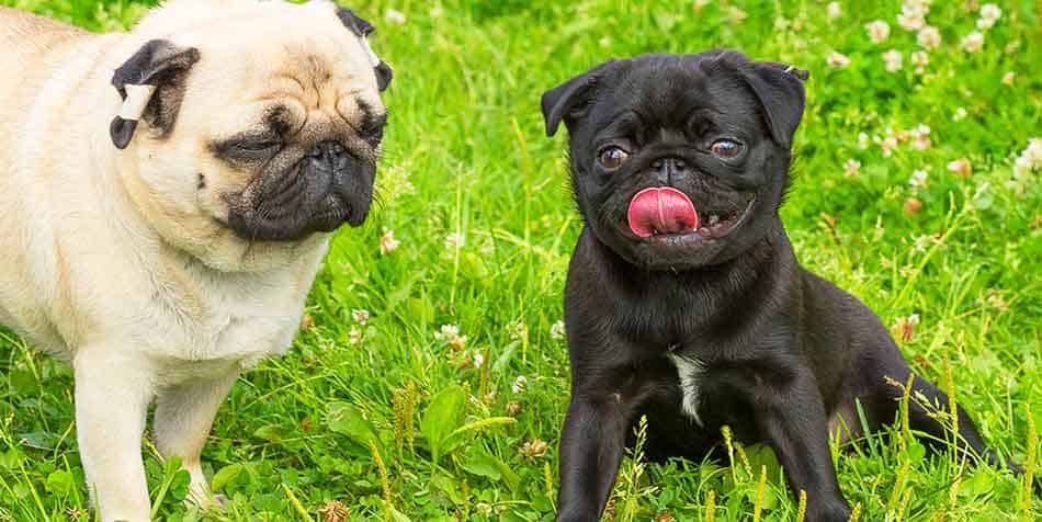 pug breed