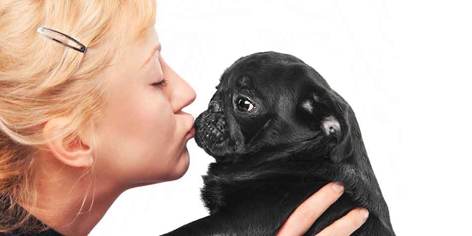 Why Are Pugs So Popular And Why People Love This Breed - Black Pug Site