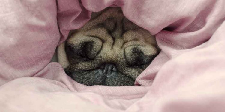 Why Does My Pug Like To Sleep Under The Covers