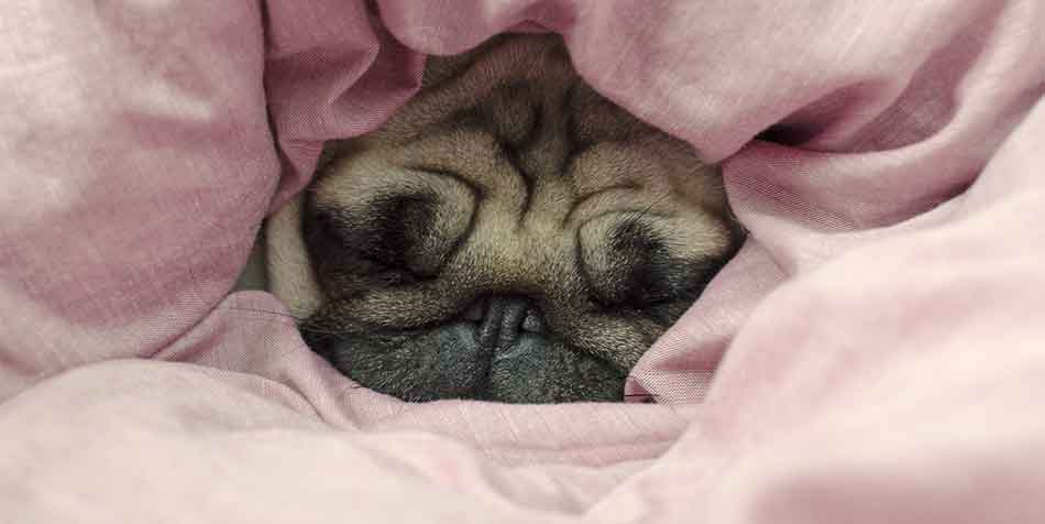 why do dogs like sleeping under covers