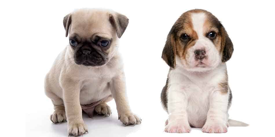 pug and beagle puppies