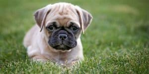 Chihuahua Pug Mix What You Need to Know About This Dog - Black Pug Site