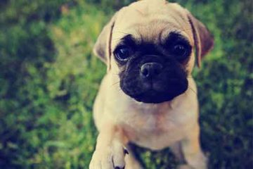 Chihuahua Pug Mix What You Need to Know About This Dog - Black Pug Site