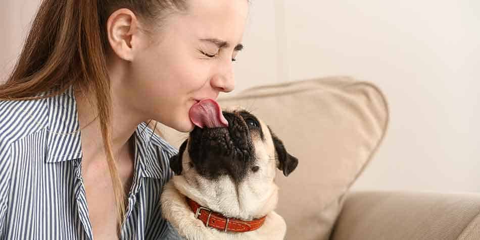 Why Does My Pug Lick Me So Much? A Look At The Behavior