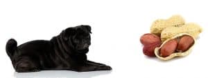 Can Pugs Eat Peanuts? Everything You Need To Know