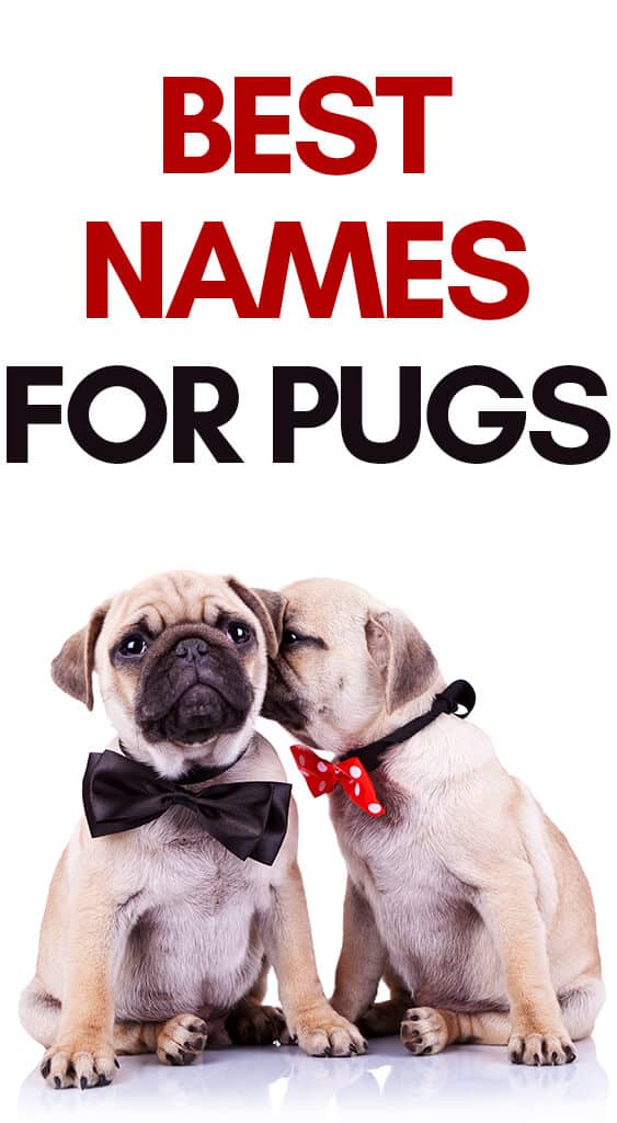 Pug Dog Names The Ultimate List Of Pug Names To Help You Out