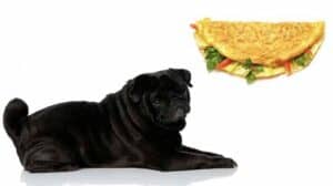 Can Pugs Eat Eggs And The Best Way To Keep Them Safe