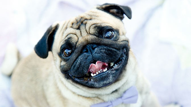 Why Do Pugs Tongues Hang Out And When You Worry?