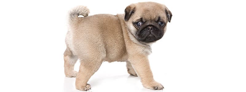 what shots do pug puppies need