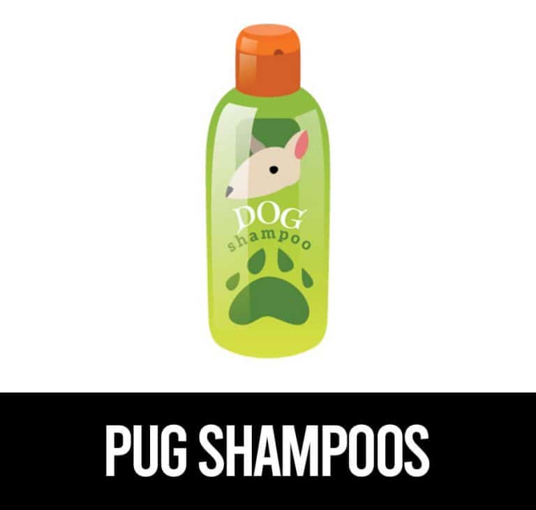 5 Of the Best Shampoo For Pugs To Fight Odor And Itching