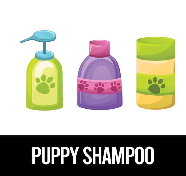 5 Of The Best Shampoo For Pug Puppies And What To Look For