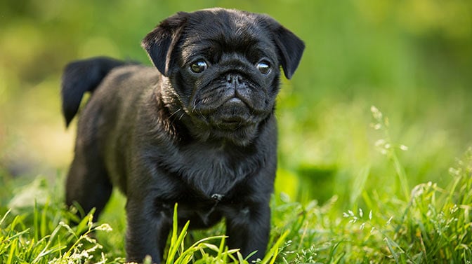 The Best Pug Puppy Potty Training Schedule That Works!