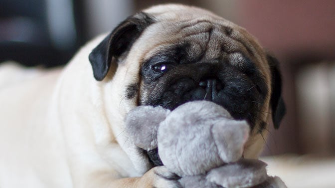 toothpaste for pugs