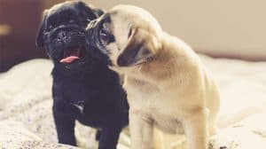 Potty Training Pug Puppies (When You Have More Than One)
