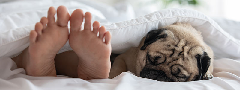 Can Pugs Jump On The Bed