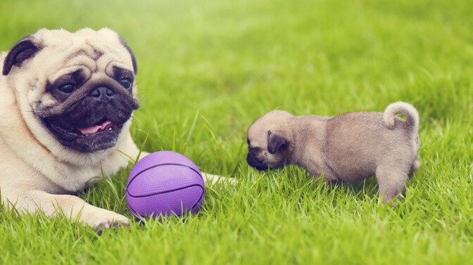 What Do Pugs Like to Play With? Picking The Right Toys