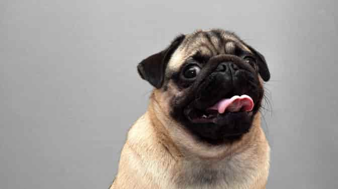 do pugs suffer breathing problems